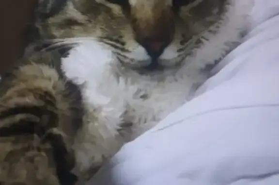 Пропала кошка у Комсомольской, 9, Люберцы