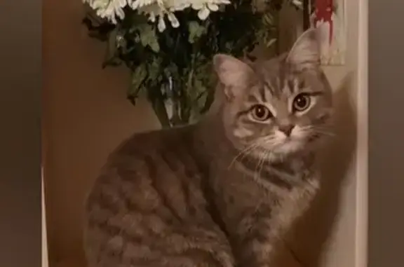 Пропала кошка, ул. Шахтостроевская, 26