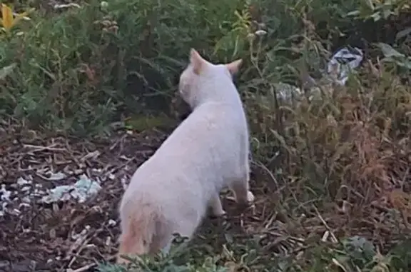 Кошка найдена: Караидельская 6/1, Уфа