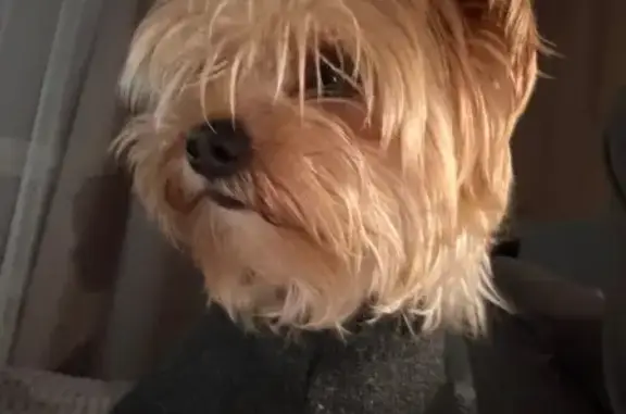 Найдена собака, Хабаровский край, фото: Йоркширский терьер найден в Хабаровске