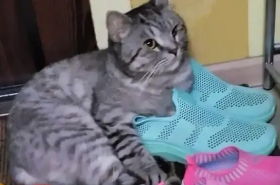 Пропала кошка, Щурит глаз, 17А/8 НЧ