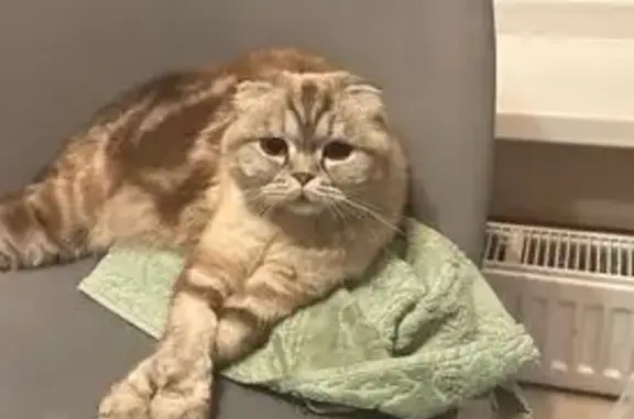 Кошки потеряшки, Уфа, фото: Потеряшка кошка, Уфа, ул. Геологов, 4