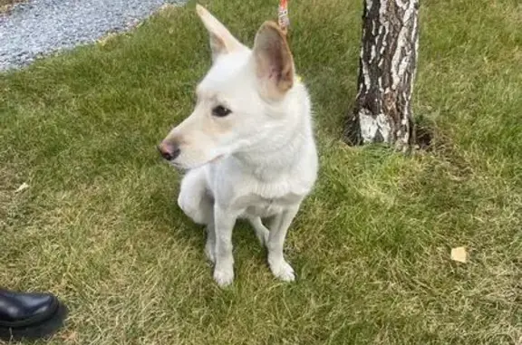 Собака найдена: ул. Авиаторов, 39, Крск