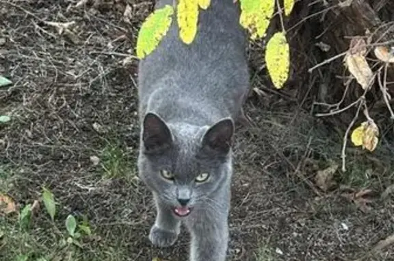 Найдена кошка, Устюгский сельсовет, фото: Серая кошка найдена в Устюгском с/с