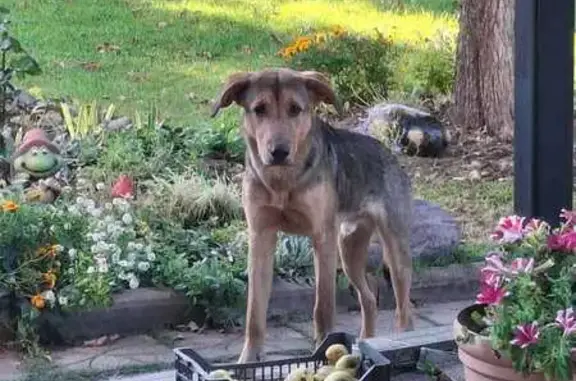 Найдена собака, Молоди, фото: Найдена собака, СНТ Солнечная поляна, Молоди