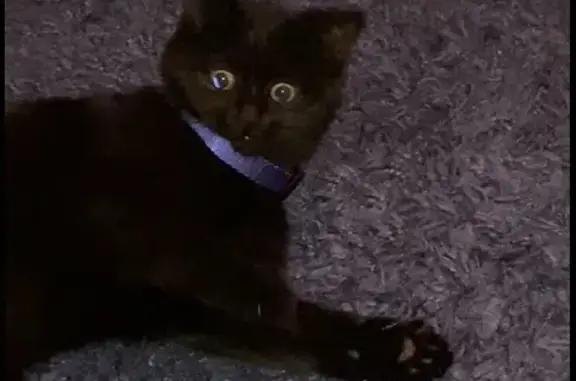 Пропала черная кошка, Улан-Удэ