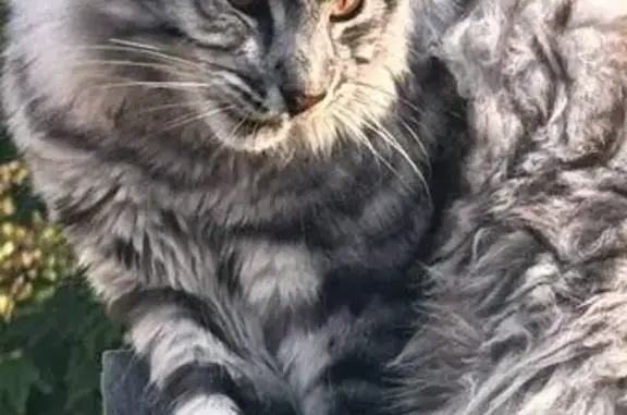 Пропала кошка, Краснофлотская 6А