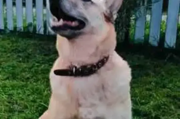 Собаки потеряшки, Омск, фото: Потеряшка собака, Омск, 4-й Амурский 12