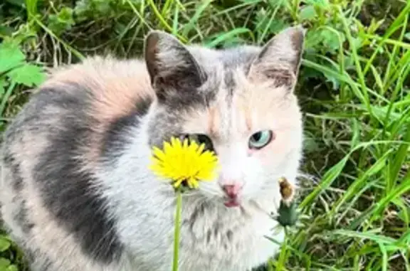 Потерянные животные Нижний Новгород, фото: Пропала кошка, ул. Сусловой, 12 к1, НН