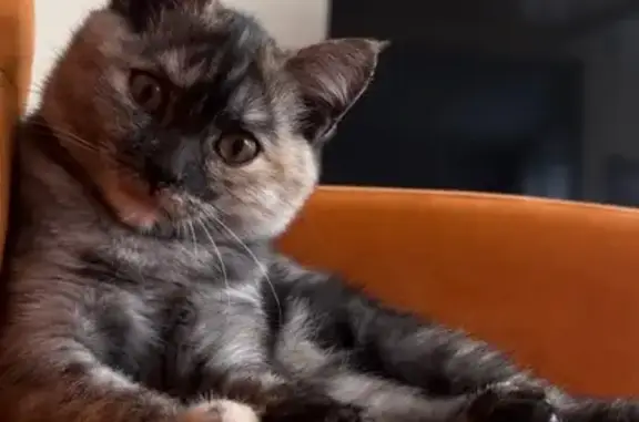 Кошки потеряшки, Омск, фото: Потеряшка кошка, Омск, 11-я Линия, 92