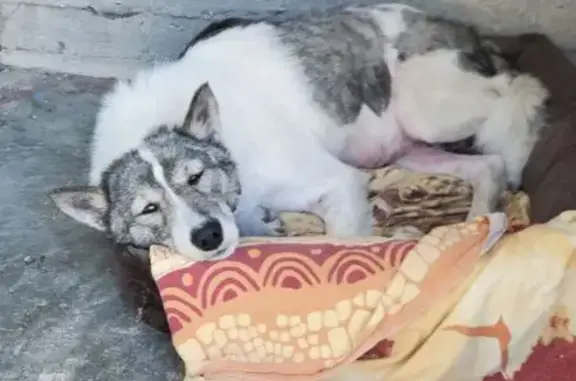 Собака найдена на 16 км трассы Алушта-Судак