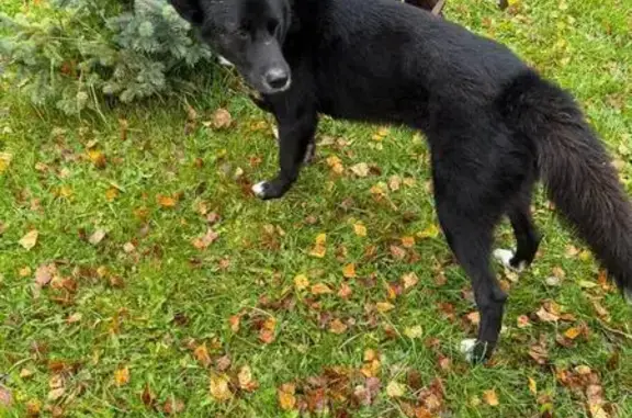 Найдена собака, Ямны, Тульская область