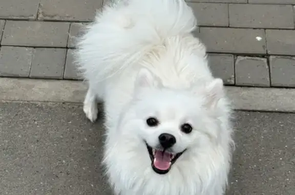 Собаки потеряшки, Казань, фото: Потеряшка собака, Айдарова 20, Казань