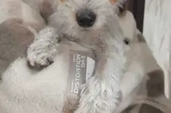 Найдена собака, Бийск, фото: Найден щенок на Советской 213/5, Бийск