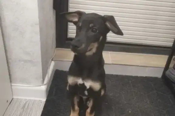 Найдена собака, Бердск, фото: Найдена собака, ул. Попова, 4, Бердск