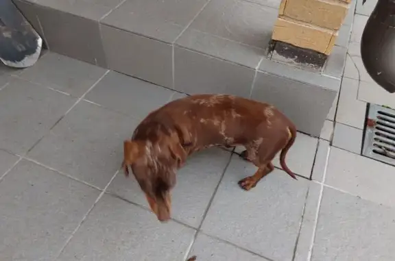 Найдена собака, Порошкино, фото: Найдена такса, 41К-316, 1, Порошкино