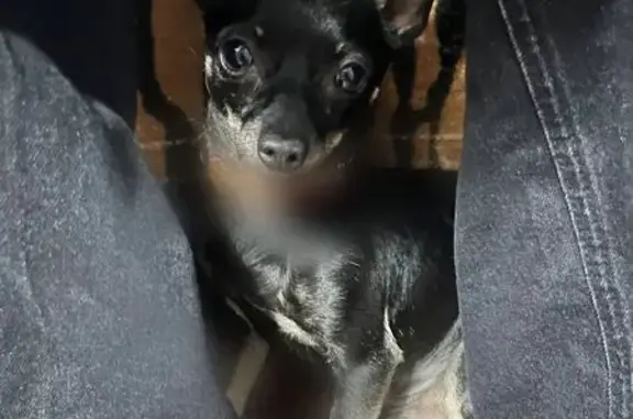 Найдена собака, Ершов, фото: Найдена собака на ул. Ленина, Ершов