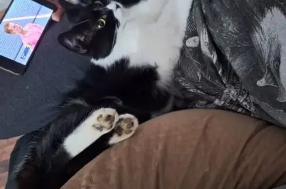 Кошки потеряшки, Михайловск, фото: Потеряшка кошка, переулок Слащева, 42