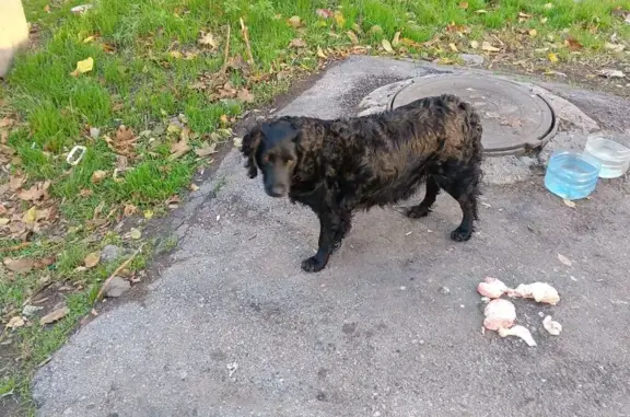 Собака найдена: Магнитогорская ул., 1, Ростов-на-Дону