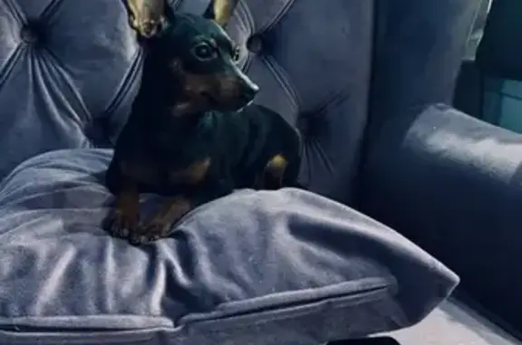 Пропала собака, Придорожная аллея 21, СПб