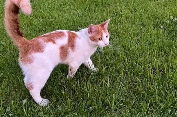 Кошки потеряшки, Парголово, фото: Потеряшка кошка, Невьянская 22А, Парголово