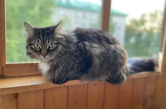 Кошки потеряшки, Зеленодольск, фото: Потеряшка кот Вася, Паратская 8, Зеленодольск