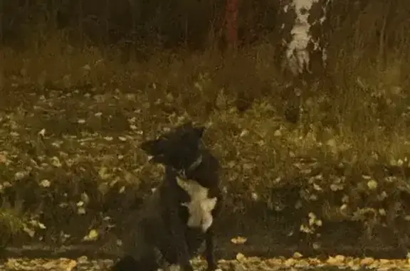 Найдена собака, Петрозаводск, фото: Собака найдена на Комсомольском, Петрозаводск