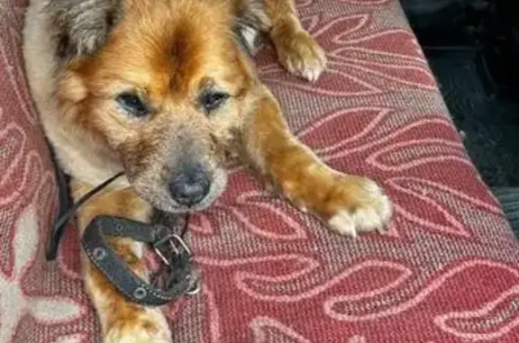 Собаки потеряшки, Воронеж, фото: Потеряшка собака, пр. Труда 21, Воронеж