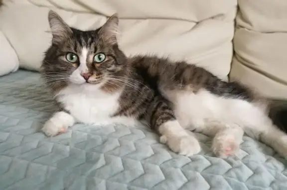 Кошки потеряшки, Нижнеудинск, фото: Потеряшка кошка в Нижнеудинске, Иркутск