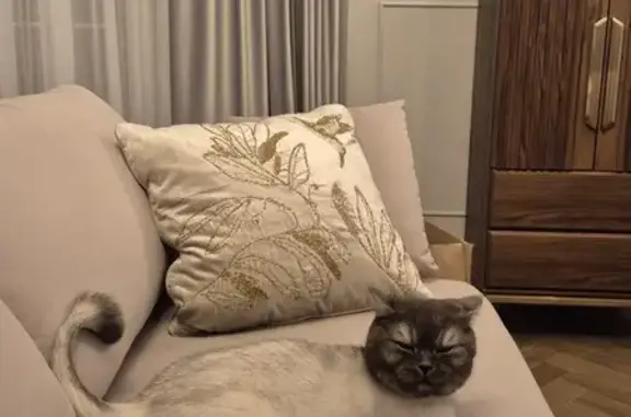 Кошки потеряшки, Ростов-на-Дону, фото: Потеряшка кошка, ул. Зенитчиков, 14А