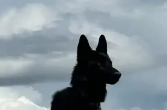 Пропала собака, Новая ул. 11, Янино-1