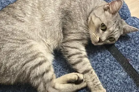 Пропала кошка, ул. 5 Августа, 50, Орёл