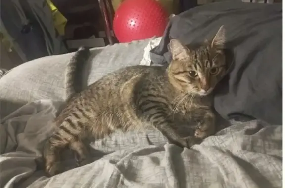 Пропал кот, ул. Ползунова, 11А, Ярославль