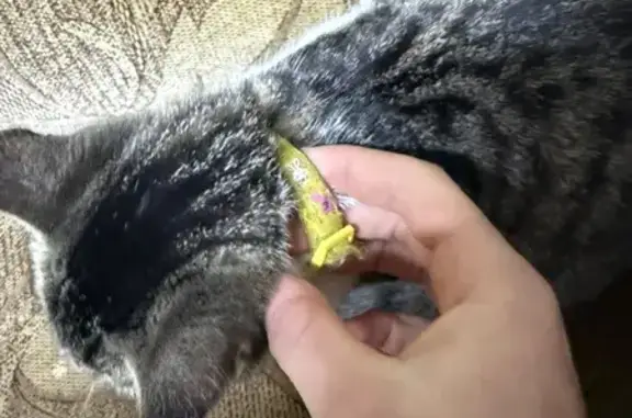 Кошка найдена, ул. Тихомирнова, 11, Казань