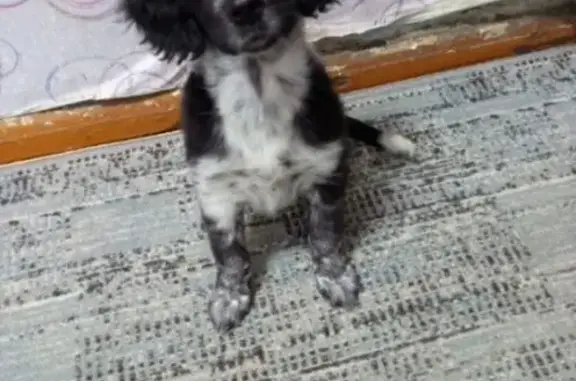 Собаки потеряшки, Челябинск, фото: Потеряшка собака, ул. 60 лет Октября, Че