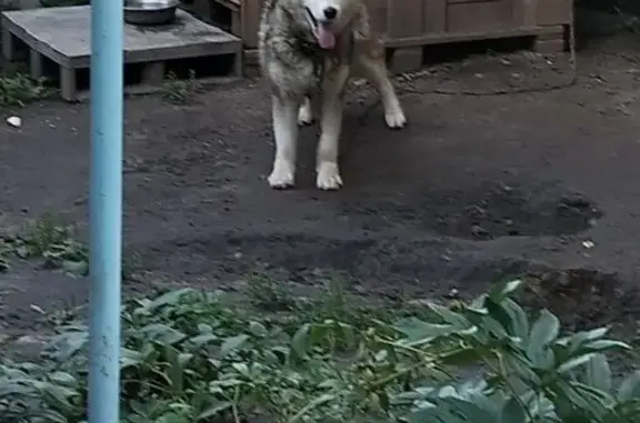 Пропала собака, Семилуки, Воронежская обл.