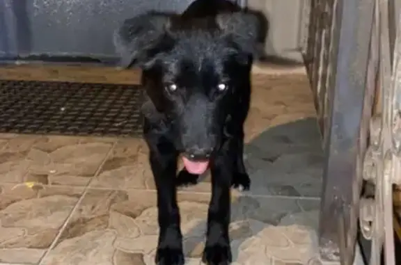 Собака найдена: ул. Еременко, 23, Волгоград