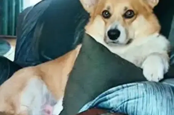 Пропала собака, Малышево, МО