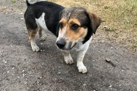 Найдена собака, Северодвинск, фото: Северодвинск: найдена собака, ул. Логинова