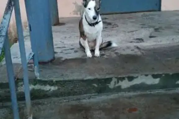 Собака найдена у подъезда, Восстания 40 к2