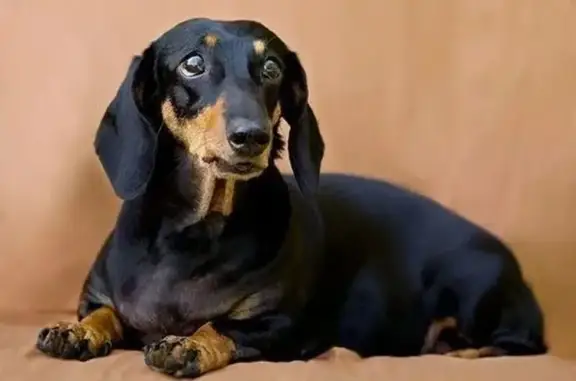 Пропала собака, Заречная ул., Берсенево