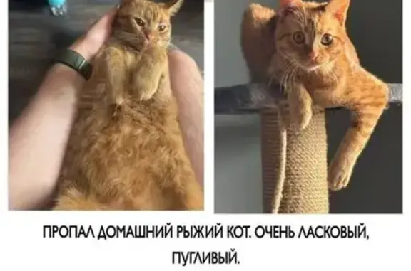 Пропала кошка, ул. Чертановская, 64 к2
