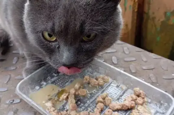 Найдена кошка, Новокузнецк, фото: Найдена кошка, Фесковская ул. 159, Новокузнецк