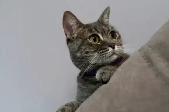 Пропала кошка Тася, ул. 50 лет ВЛКСМ, 40 к3