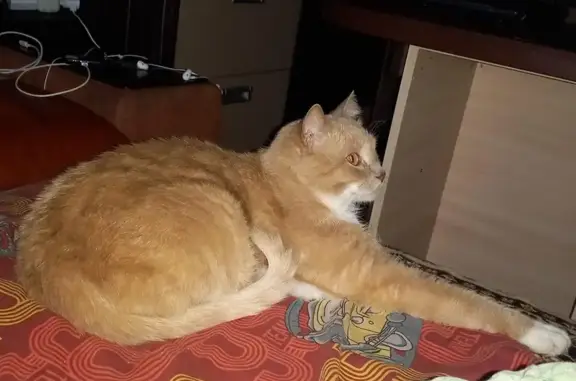 Кошки потеряшки, Сургут, фото: Потеряшка кошка, ул. Чехова 9, Сургут