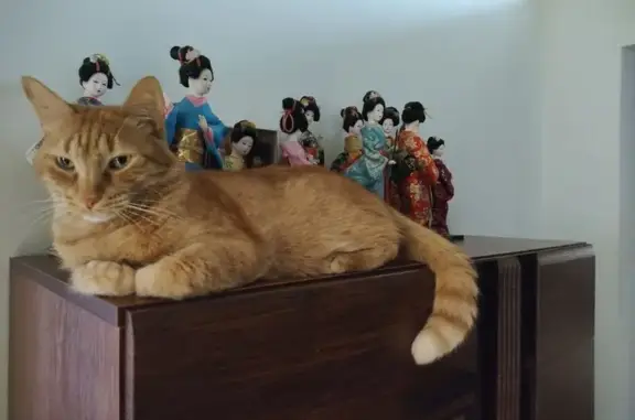 Кошки потеряшки, Батайск, фото: Потеряшка кошка, Минская ул. 7, Батайск