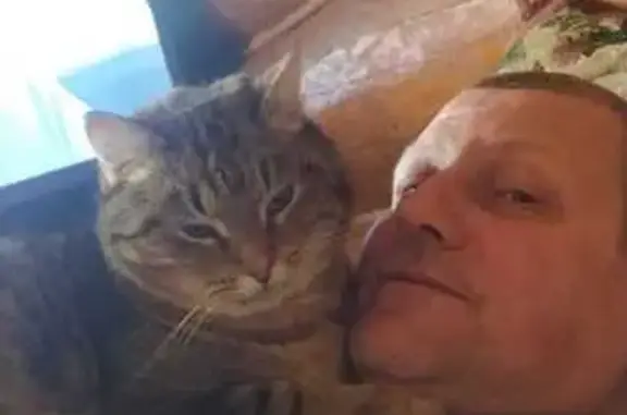 Кошки потеряшки, , фото: Потеряшка кошка, Северная ул., Панковка