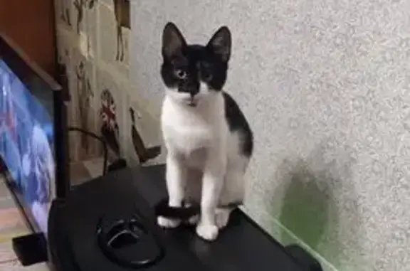 Кошки потеряшки, Калининград, фото: Потеряшка кошка, Артиллерийская 46, КГД