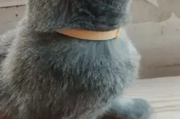 Пропала кошка, ул. Изыскателей, 3/16А