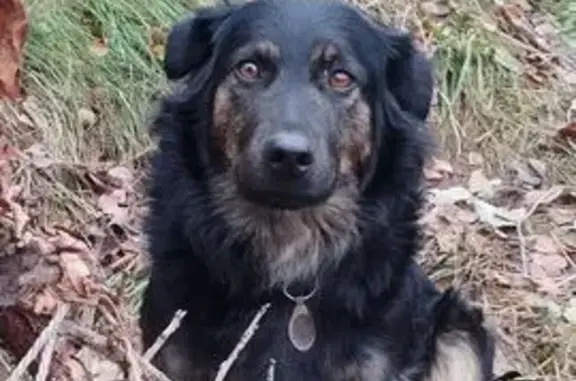 Пропала собака, Зарайск, ул. Маяковского 9